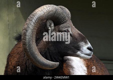 Profil latéral de bélier mouflon sauvage européen avec cornes courbées Banque D'Images