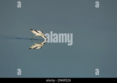 Pied avocat (Recurvirostra avosetta) adulte se nourrissant dans un lagon peu profond, Norfolk, Angleterre, Royaume-Uni Banque D'Images