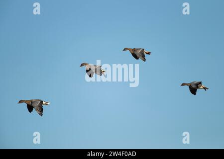 Oie à pattes roses (Anser brachyrhynchus) quatre oiseaux adultes en vol, Norfolk, Angleterre, Royaume-Uni Banque D'Images