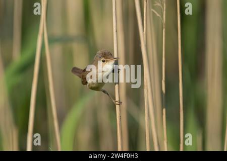 Paruline de roseau eurasienne (Acrocephalus scirpaceus) oiseau adulte sur le bord d'un lit de roseau, Lincolnshire, Angleterre, Royaume-Uni, Europe Banque D'Images