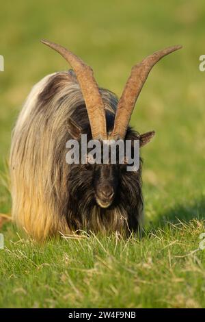 Chèvre sauvage ou sauvage (Capra aegagrus hircus) adulte dans les prairies de montagne en été, Écosse, Royaume-Uni Banque D'Images