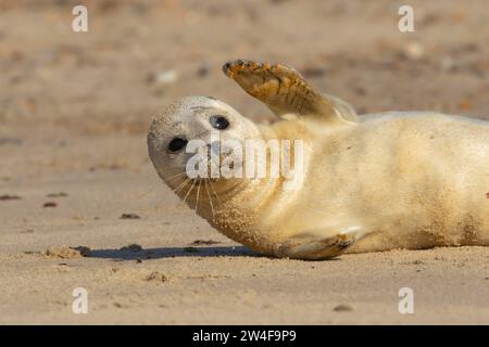 Phoque commun ou phoque commun (Phoca vitulina) jeune chiot agitant sa patte avant sur une plage de sable, Norfolk, Angleterre, Royaume-Uni Banque D'Images