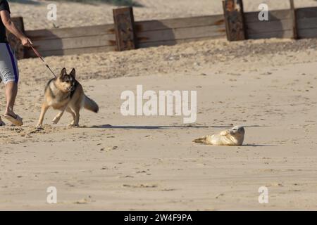 Phoque commun ou phoque commun (Phoca vitulina) bébé juvénile reposant sur une plage côtière avec une personne promenant un chien à proximité, Norfolk, Angleterre, United Banque D'Images