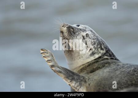 Phoque commun ou phoque commun (Phoca vitulina) adulte agitant sa patte avant sur une plage côtière, Norfolk, Angleterre, Royaume-Uni Banque D'Images