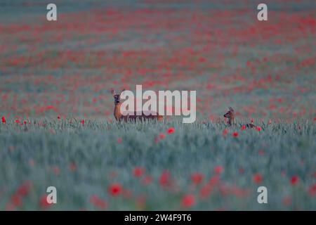 Cerf roux (Capreolus capreolus) biche femelle adulte avec un jeune faon juvénile dans un champ de blé agricole avec des fleurs de pavot en fleurs, Suffolk, Angleterre Banque D'Images