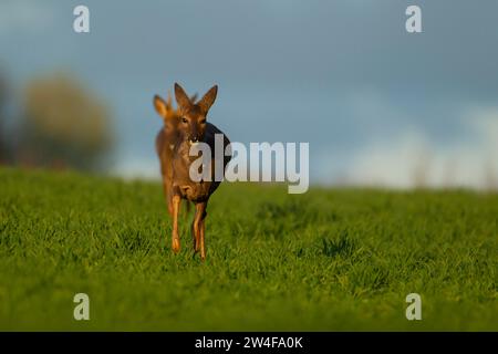 Cerf roux (Capreolus capreolus) animal femelle adulte marchant dans un champ céréalier agricole suivi par un roebuck mâle, Norfolk, Angleterre, United Banque D'Images