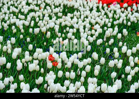 Tulipes blanches sur un fond d'herbe verte Banque D'Images
