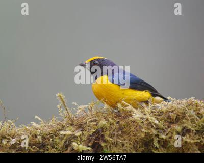 Orange ventre Euphonia Euphonia xanthogaster Ecuador BI037519 Banque D'Images