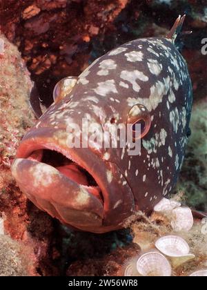 Portrait du mérou douteux (Epinephelus marginatus) (Mycteroperca marginatus) à bouche ouverte en Méditerranée. Site de plongée Iles Medes, l' Banque D'Images