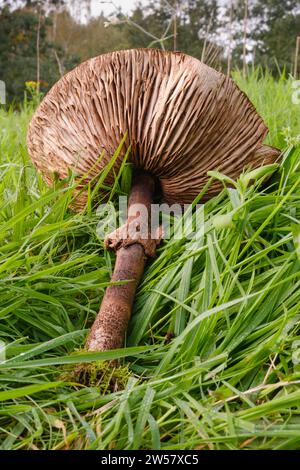 Champignon parapluie géant dans un pré, champignon parasol (Macrolepiota procera), champignon, gros plan, Emsland, Basse-Saxe, Allemagne, Europe Banque D'Images