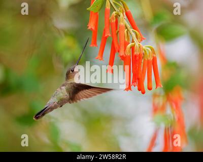 Green fronted Lancebill colibri - se nourrissant de fleurs Doryfera ludovicae Ecuador BI037610 Banque D'Images