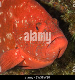 Gros plan du portrait de tête Portrait de l'arrière de la tomate (Cephalopholis sonnerati) en demi-profil, Océan Indien, Îles Mascareignes, Maurice Banque D'Images