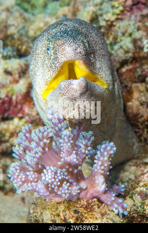 Gros plan d'anguille de Moray à bouche jaune anguille de Moray (Gymnothorax griseus) l'anguille de Moray à bouche jaune regarde directement l'observateur avec un geste menaçant Banque D'Images