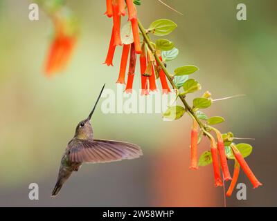Green fronted Lancebill colibri - se nourrissant de fleurs Doryfera ludovicae Ecuador BI037612 Banque D'Images