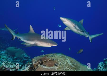Deux requins gris de récif (Carcharhinus amblyrhynchos) nageant et chassant sur un récif corallien tropical, Océan Pacifique, Îles Caroline, Île Yap, Yap Banque D'Images