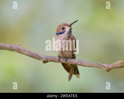 Violette brune Colibri delphinae Équateur BI037698 Banque D'Images