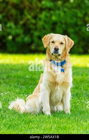 Un curieux Golden Retriever de 3 ans avec la tête inclinée, assis dans l'herbe. C'est un chien de sauvetage qui profite de sa nouvelle cour Forever Home. Banque D'Images