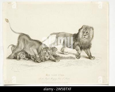 Lions et oursons dans la Ménagerie royale, Tour de Londres Banque D'Images