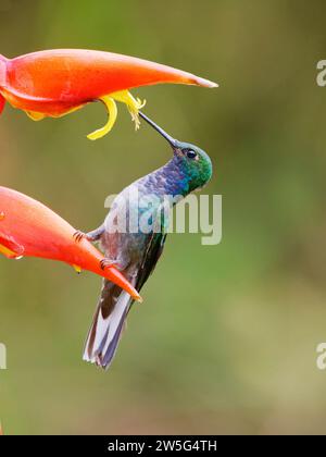 Green backed Hillstar Hummingbird - sur héliconia inférieur Urochroa leucura Ecuador BI038107 Banque D'Images