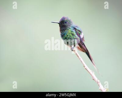 Vert Thorntail - mâle Discosura conversii Équateur BI038164 Banque D'Images