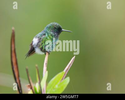 Vert Thorntail - femelle Discosura conversii Équateur BI038175 Banque D'Images