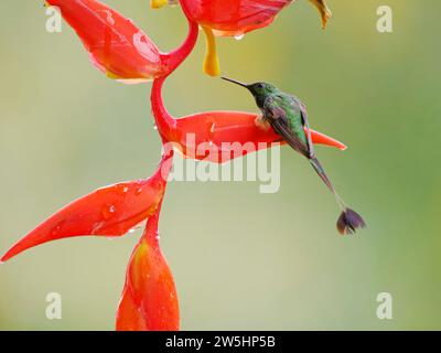 Queue de raquette bottée péruvienne - sur la fleur d'héliconia OCreatus peruanus Ecuador BI038226 Banque D'Images