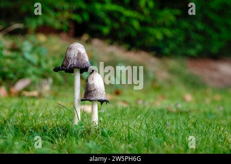 Paire de champignons Coprinus Comatus sur herbe verte dans le jardin, faible profondeur de champ. Champignon de l'année 2024. Banque D'Images