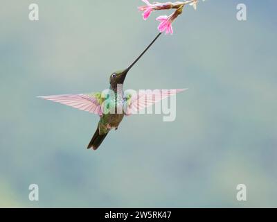 Colibri à bec d'épée - alimentation à la fleur Ensifera ensifera Ecuador BI038407 Banque D'Images