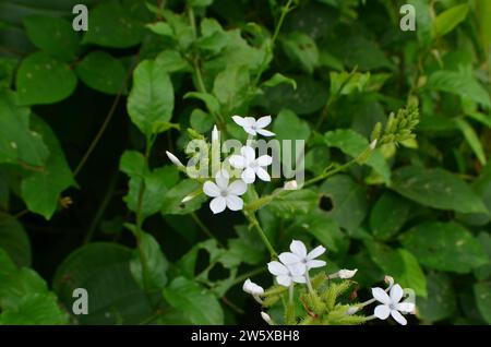 Les fleurs blanches de l'espèce Plumbago zeylanica fleurissent sur les branches d'arbres, ont cinq pétales avec des étamines sombres sur un fond de feuilles vertes denses Banque D'Images