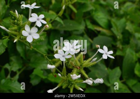 Les fleurs blanches de l'espèce Plumbago zeylanica fleurissent sur les branches d'arbres, ont cinq pétales avec des étamines sombres sur un fond de feuilles vertes denses Banque D'Images