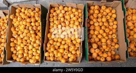 Oranges mandarines fraîches de petite taille oranges Santang dans China Town San Francisco, le 24 juin 2023 Banque D'Images