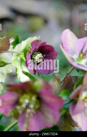 Violet Helleborus hellebore Noël fleurs de rose en fleurs en Mars printemps poussant dans un jardin Carmarthenshire pays de Galles UK KATHY DEWITT Banque D'Images