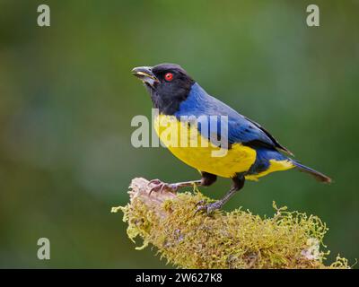 Hooded Mountain Tanager Buthraupis Montana Équateur BI038852 Banque D'Images