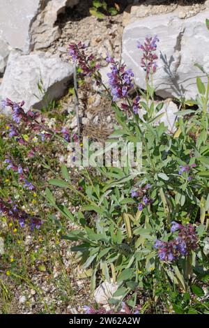 Echter Salbei, Salbei, Garten-Salbei, Küchensalbei, Heilsalbei, Salvia officinalis, sauge commune, sauge officinale Banque D'Images