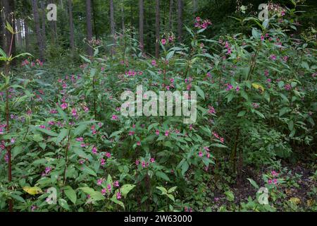 Indisches Springkraut, Drüsiges Springkraut, an einem Waldweg, Impatiens glandulifera, Himalayan Balsam, casque de policier, la Balsamine de l'Himalay Banque D'Images