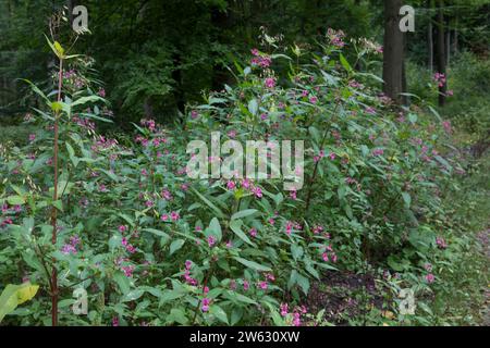 Indisches Springkraut, Drüsiges Springkraut, an einem Waldweg, Impatiens glandulifera, Himalayan Balsam, casque de policier, la Balsamine de l'Himalay Banque D'Images