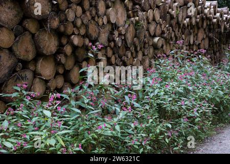 Indisches Springkraut, Drüsiges Springkraut, an einem Waldweg, Impatiens glandulifera, Himalayan Balsam, casque de policier, la Balsamine de l'Himalay Banque D'Images