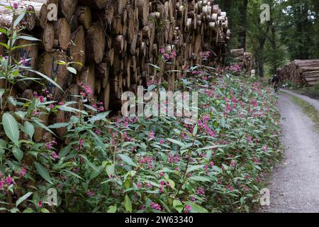 Indisches Springkraut, Drüsiges Springkraut, an einem Waldweg, Impatiens glandulifera, Himalayan Balsam, casque de policier, la Balsamine de l'Himalay Banque D'Images