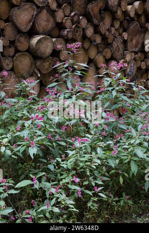 Indisches Springkraut, Drüsiges Springkraut, an einem Waldweg, Impatiens glandulifera, Himalayan Balsam, casque de policier, la Balsamine de l'Himalay Banque D'Images