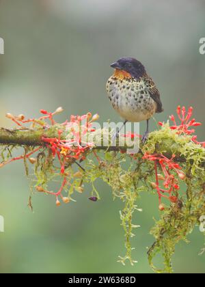 Roux à gorge Tanager Tangara rufigurla Équateur BI038901 Banque D'Images