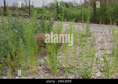 Kanadisches Berufkraut, Kanadisches Berufskraut, Katzenschweif, Weiße Dürrwurz, Conyza canadensis, Erigeron canadensis, crin canadien, canadien f Banque D'Images