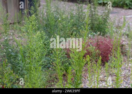 Kanadisches Berufkraut, Kanadisches Berufskraut, Katzenschweif, Weiße Dürrwurz, Conyza canadensis, Erigeron canadensis, crin canadien, canadien f Banque D'Images