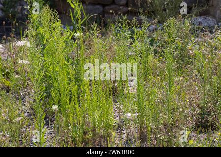 Kanadisches Berufkraut, Kanadisches Berufskraut, Katzenschweif, Weiße Dürrwurz, Conyza canadensis, Erigeron canadensis, crin canadien, canadien f Banque D'Images