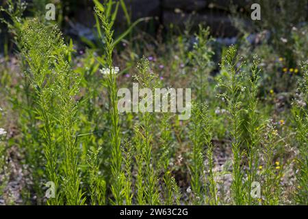 Kanadisches Berufkraut, Kanadisches Berufskraut, Katzenschweif, Weiße Dürrwurz, Conyza canadensis, Erigeron canadensis, crin canadien, canadien f Banque D'Images