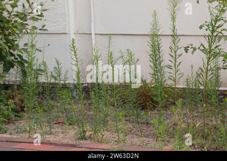 Kanadisches Berufkraut, Kanadisches Berufskraut, Katzenschweif, Weiße Dürrwurz, Conyza canadensis, Erigeron canadensis, crin canadien, canadien f Banque D'Images