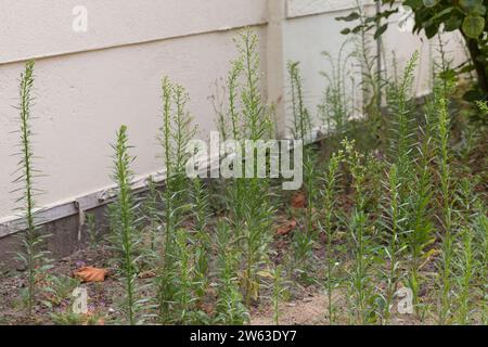 Kanadisches Berufkraut, Kanadisches Berufskraut, Katzenschweif, Weiße Dürrwurz, Conyza canadensis, Erigeron canadensis, crin canadien, canadien f Banque D'Images