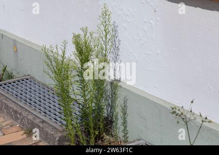 Kanadisches Berufkraut, Kanadisches Berufskraut, Katzenschweif, Weiße Dürrwurz, Conyza canadensis, Erigeron canadensis, crin canadien, canadien f Banque D'Images