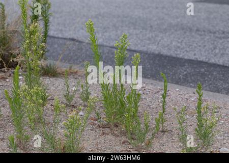 Kanadisches Berufkraut, Kanadisches Berufskraut, Katzenschweif, Weiße Dürrwurz, Conyza canadensis, Erigeron canadensis, crin canadien, canadien f Banque D'Images