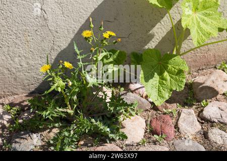 Gemüse-Gänsedistel, Kohl-Gänsedistel, Gewöhnliche Gänsedistel, Sonchus oleraceus, chardon sowthis, chardon-mouche commun, chardon-mouche, chardon-mouche lisse, annu Banque D'Images