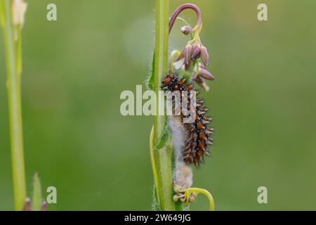 Roter Scheckenfalter, Raupe, Parasitierte Raupe, Parasitismus, Melitaea didyma, fritillaire tacheté, fritillaire à bande rouge, chenille, parasitisme, la M Banque D'Images